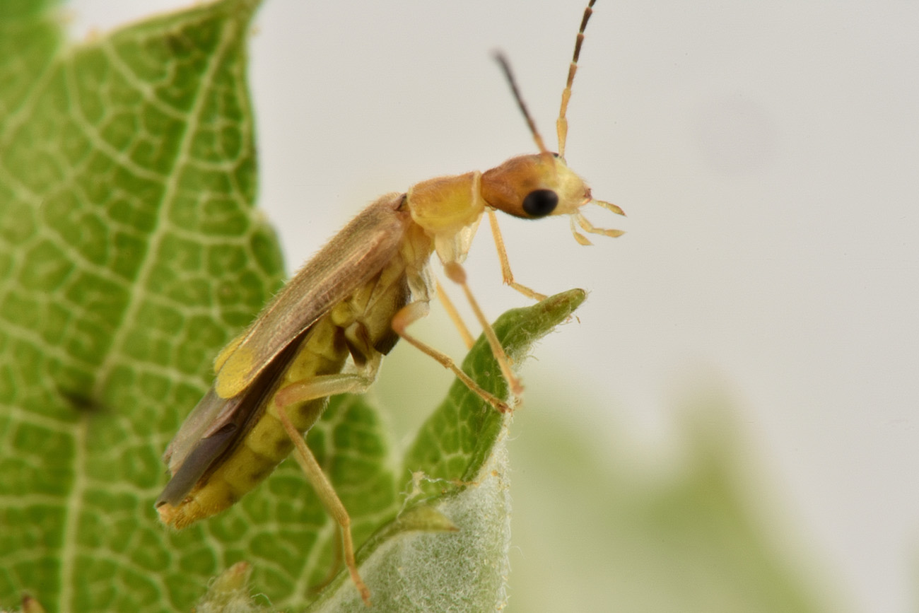 Cantharidae: Malthinus sordidus sordidus